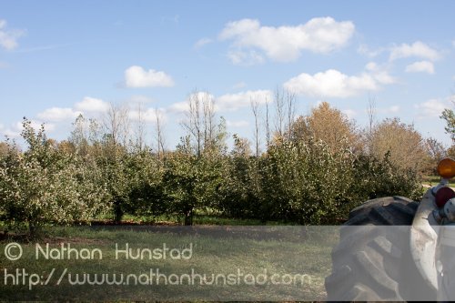 Apple_Orchard_2008-10-18_IMG_2351